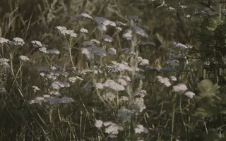 ŻAR homepage website preview