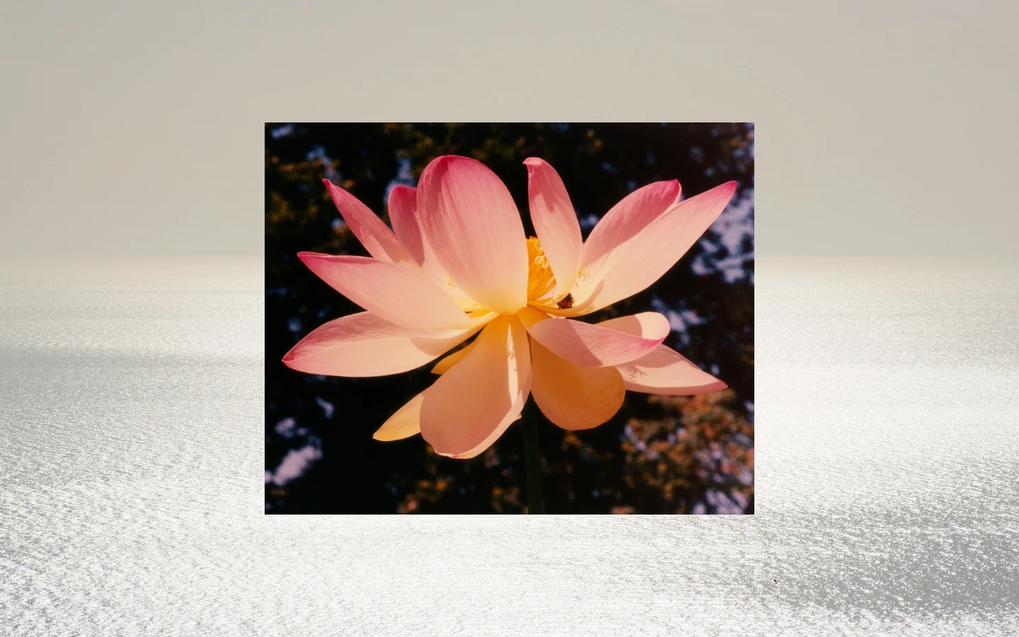 The desktop homepage features a large, centered photograph of a pink lotus flower against a dark background. Above the image is a minimalist header with 'JACQUES BRUN' on the left and navigation links 'NEWS', 'FILM', 'ABOUT', and 'INDEX' on the right. Below the image, the contact email 'contact@jacquesbrun.com' is displayed in large, elegant serif typography on a light grey textured background.