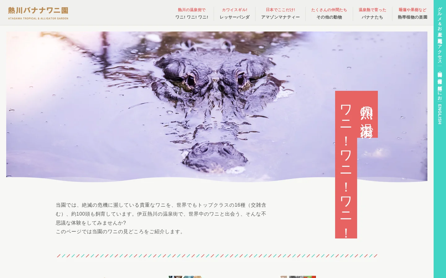 The desktop website for Atagawa Tropical & Alligator Garden features a large hero image of an alligator's head in water. A red vertical banner on the right contains white text, and a navigation menu at the top provides links to various animal exhibits and garden information. The layout is clean with a light background and large, easy-to-read Japanese typography.