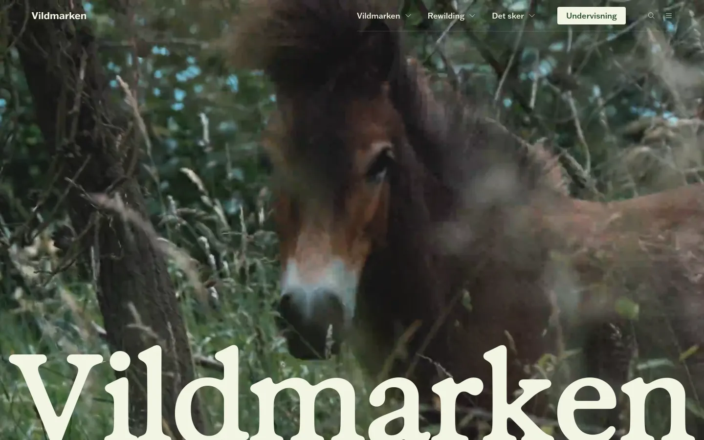 The desktop homepage features a large hero image of a wild animal in nature with the title 'Vildmarken' in large white serif font. Below the hero section, a clean layout with a light beige background presents the 'Vision' text and a series of video content modules titled 'KORT FORTALT' featuring nature photography. The navigation menu at the top includes links for Vildmarken, Rewilding, Det sker, and Undervisning, alongside a search icon.