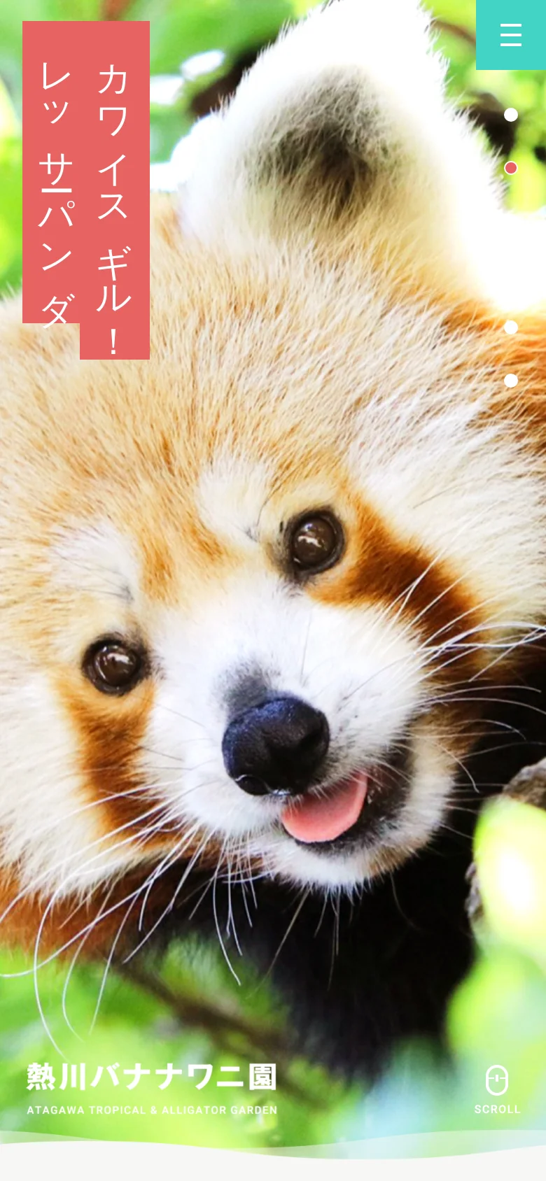 The mobile version presents a vertically oriented hero image of the red panda, filling the entire screen. The site title and a scroll icon are placed at the bottom, while the navigation menu is condensed, and the layout uses a simplified, single-column approach optimized for vertical scrolling.