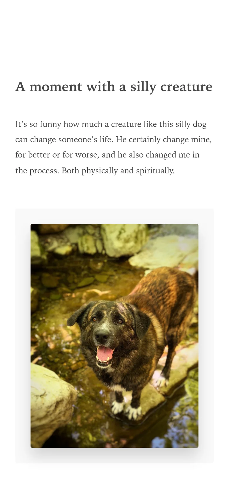 The mobile version maintains the same minimalist aesthetic and content as the desktop, but the layout is vertically stacked for a narrow screen. The text and the large image of the dog are scaled to fit the width of the mobile device, ensuring readability and a single-column flow.