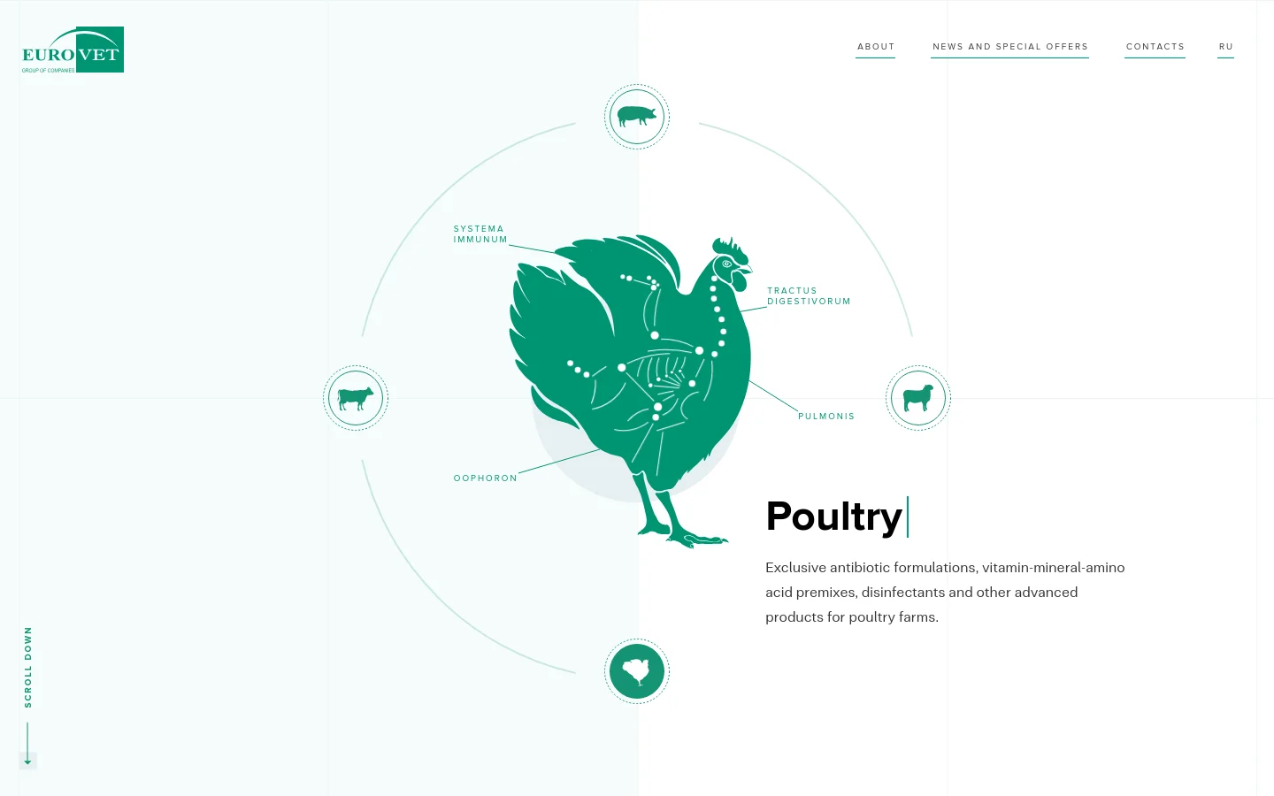 The desktop homepage features a minimalist white and teal design with a large interactive hero section. A teal silhouette of a chicken is centered within a circular diagram labeled with anatomical terms like 'Pulmonis' and 'Tractus Digestivorum,' surrounded by small icons of farm animals. The navigation menu is at the top right, and a vertical 'Scroll Down' indicator is on the left.