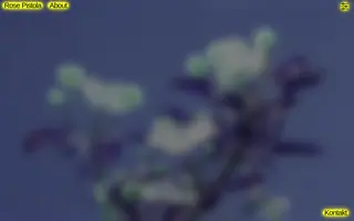 Rose Pistola homepage website preview