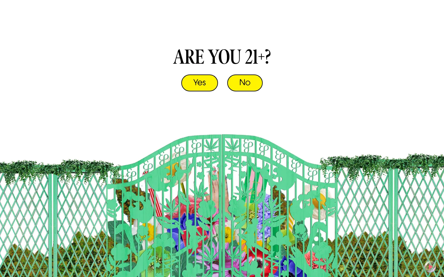 The desktop About page features a minimalist white background with a large 'ARE YOU 21+?' age verification prompt centered at the top, accompanied by yellow 'Yes' and 'No' buttons. Below the prompt, a decorative mint-green wrought-iron gate with floral and leaf patterns spans the width of the screen, partially obscuring a colorful, vibrant garden scene.