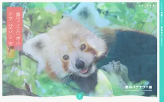 Bananawani homepage website preview