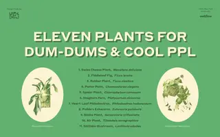Eleven Plants for Dum-Dums homepage website preview