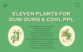 Eleven Plants for Dum-Dums homepage website preview