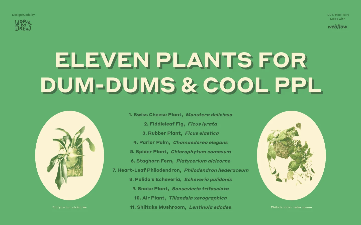 A green-themed landing page featuring the large, bold headline 'ELEVEN PLANTS FOR DUM-DUMS & COOL PPL' in a cream-colored serif font. Below the headline, a numbered list of eleven plant species is centered, flanked by two circular images of houseplants against a light cream background. The layout is spacious and minimal, with 'Design/Code by WORK BY DREW' and 'Made with webflow' in the corners.
