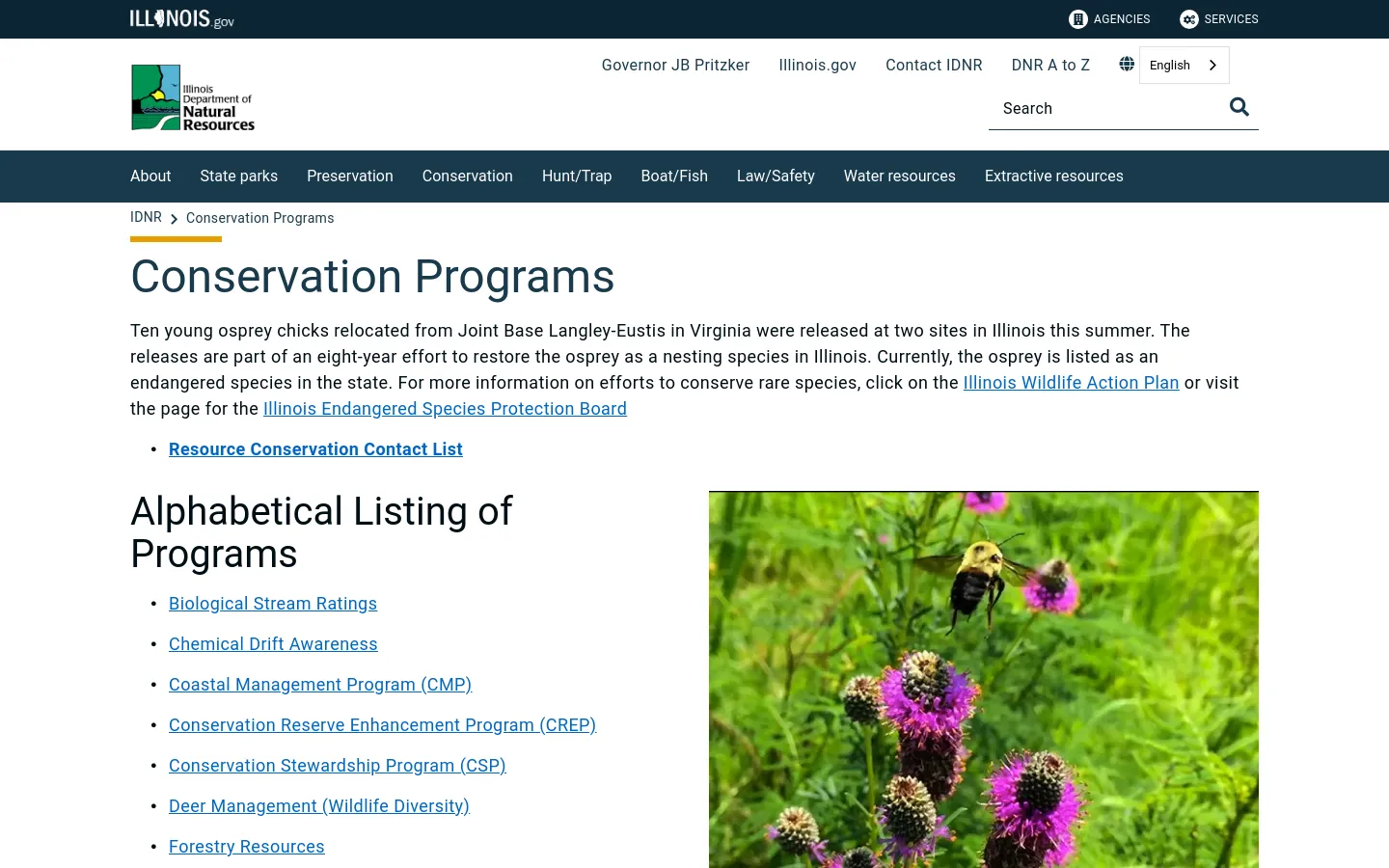 The desktop page for Illinois Conservation Programs features a white background with a dark blue navigation bar containing links like About, State Parks, and Conservation. The main content area includes a large heading, a paragraph about osprey relocation, and an alphabetical list of programs next to a large photo of a bee on a purple flower. The header includes the Illinois Department of Natural Resources logo, a search bar, and language selection options.