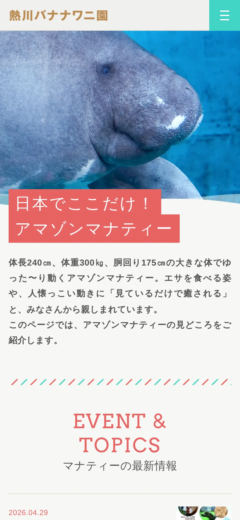 The mobile version presents a vertically stacked layout with the manatee hero image at the top. The headline '日本でここだけ！アマゾンマナティー' is displayed in a large red box over the image, followed by descriptive text below. A teal hamburger menu icon is visible in the top right corner for navigation.