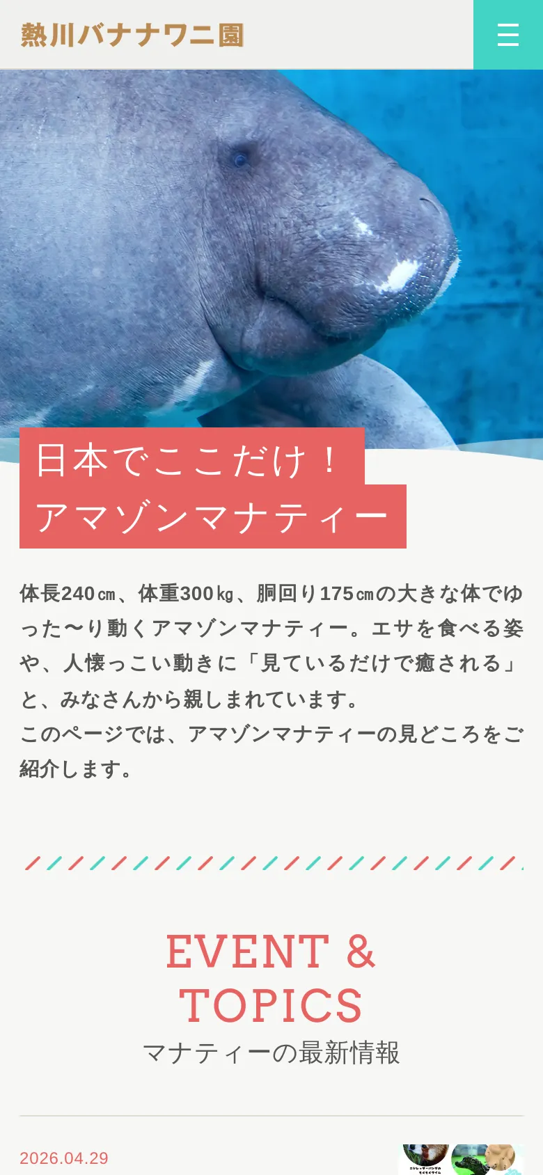The mobile version presents a vertically stacked layout with the manatee hero image at the top. The headline '日本でここだけ!アマゾンマナティー' is displayed in a large red box over the image, followed by descriptive text below. A teal hamburger menu icon is visible in the top right corner for navigation.